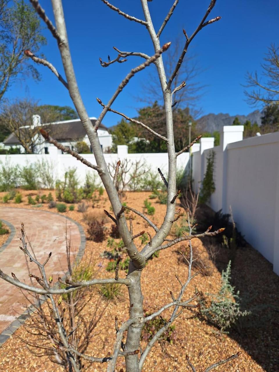 Largest One Bed Apartment & Private Pool In The Hoek Franschhoek Exterior photo